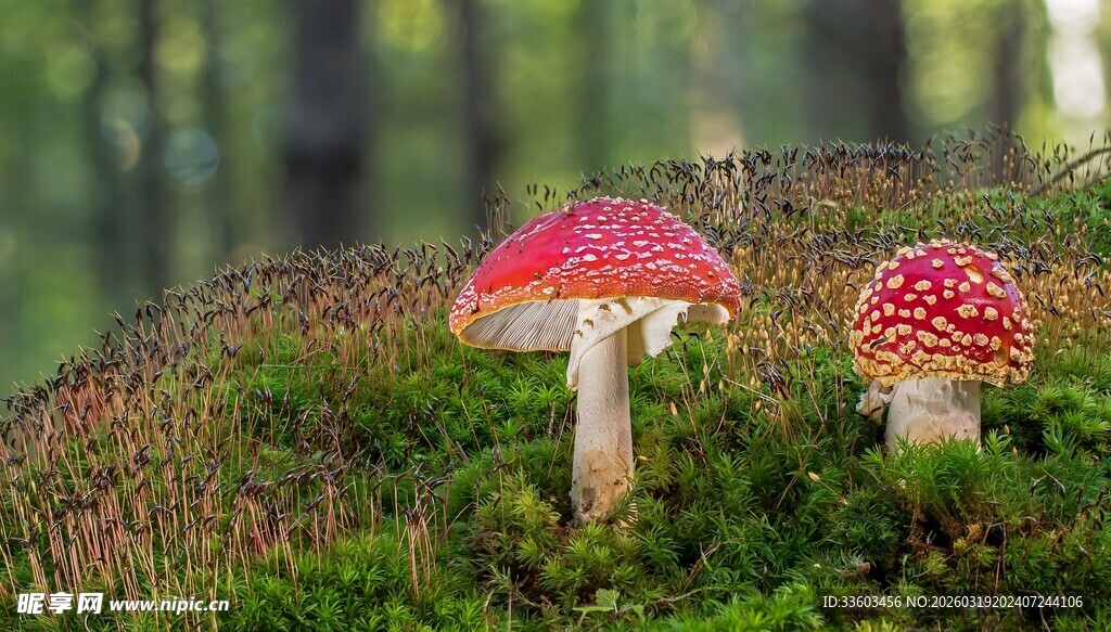 森林中的鲜艳红蘑菇