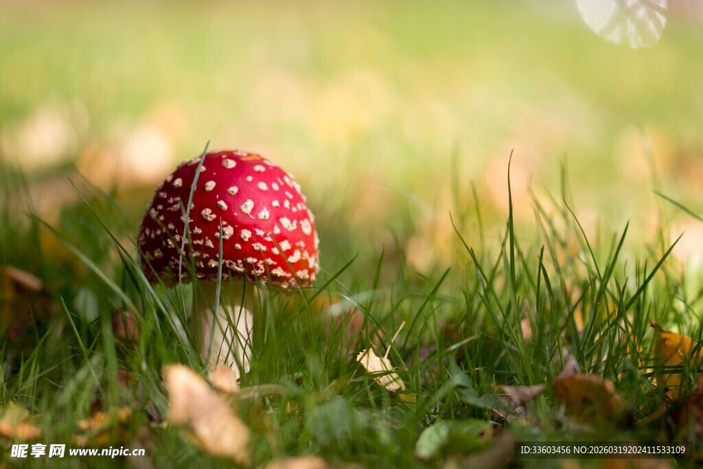 草地上的红色斑点蘑菇