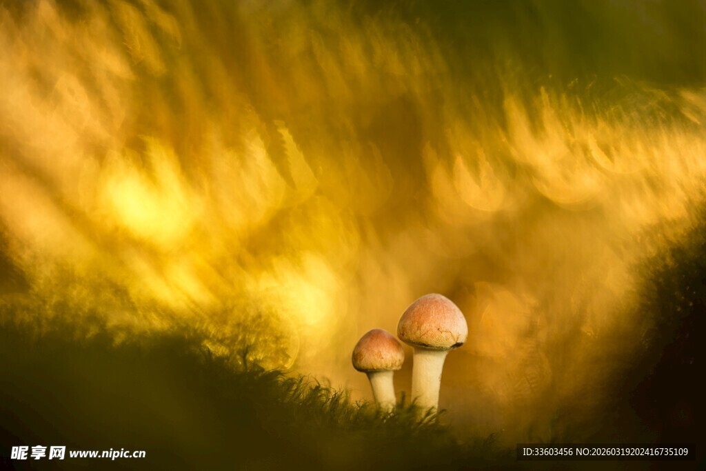 梦幻草地上的蘑菇精灵