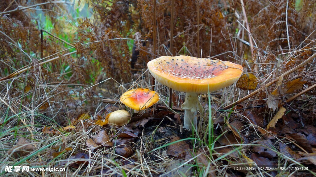 草地上的鲜艳蘑菇