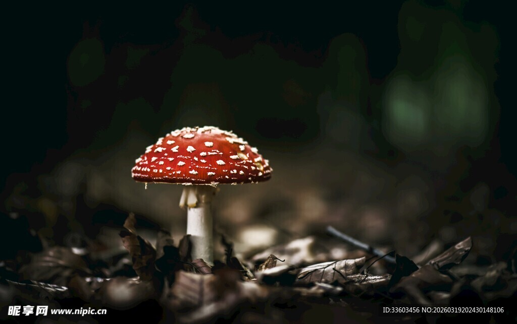 森林中的红色斑点蘑菇