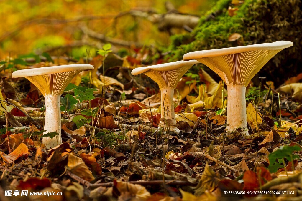 秋日林间的蘑菇群