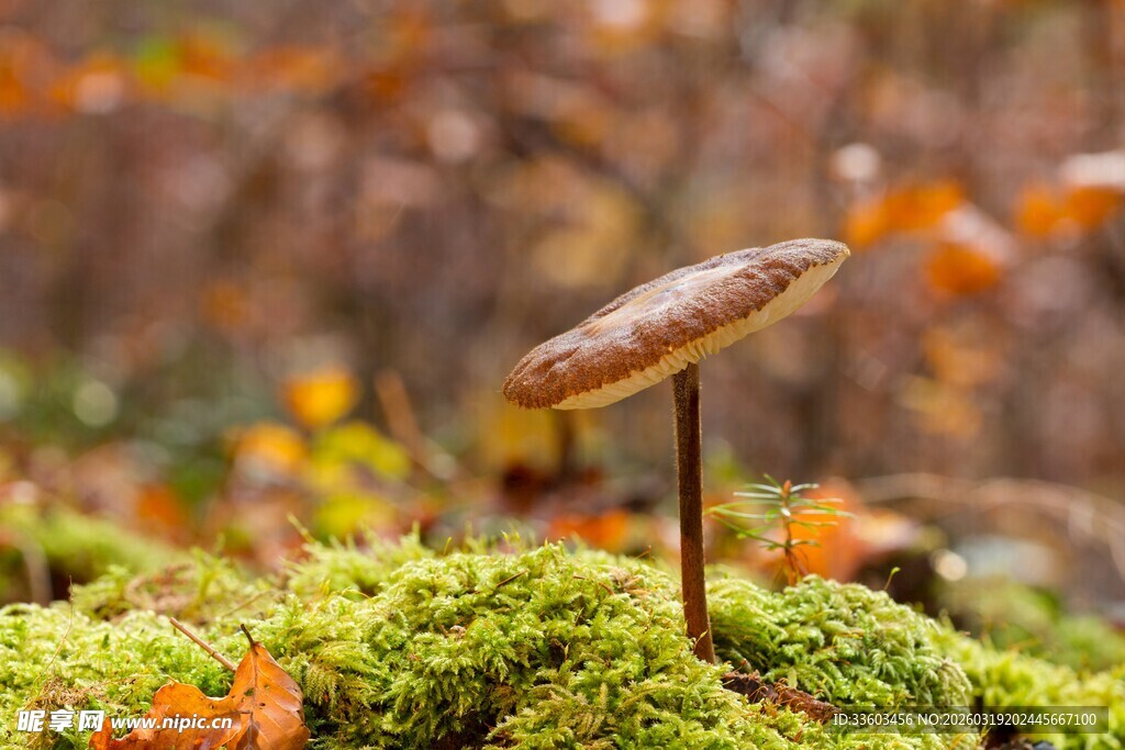 苔藓上的小蘑菇