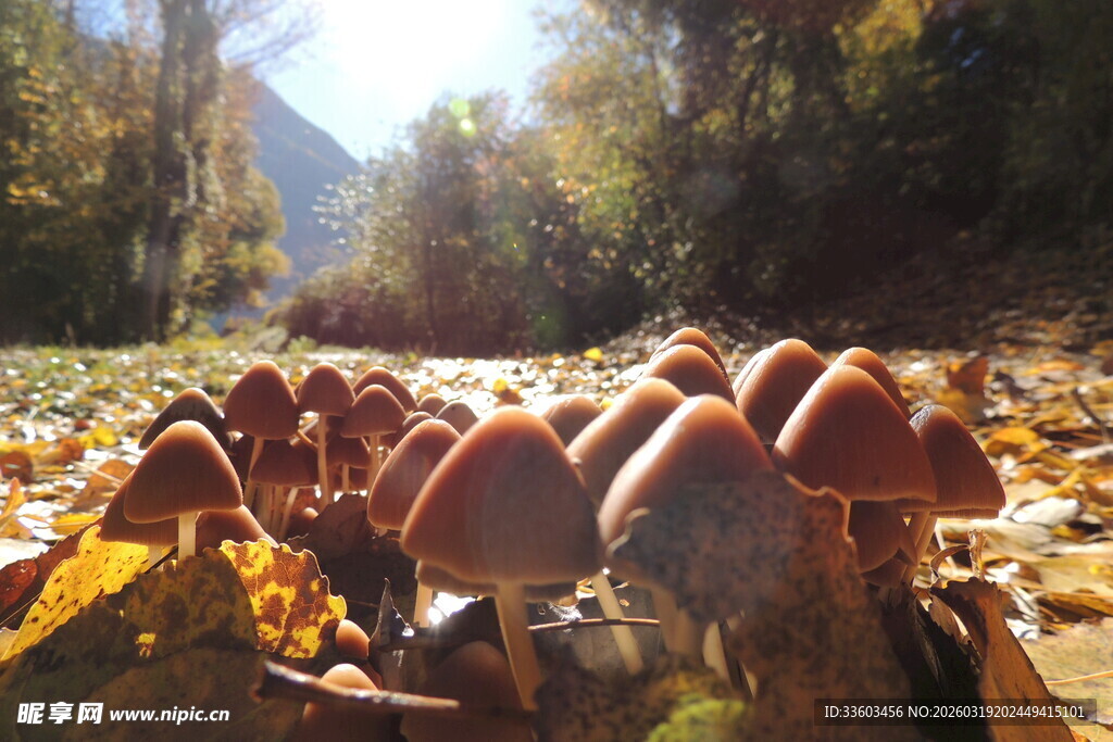 秋日林间的蘑菇群
