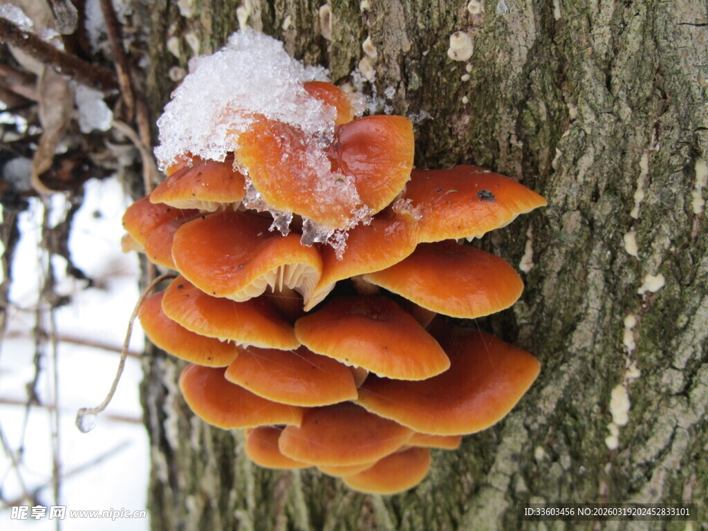 树干上的橙红色蘑菇群