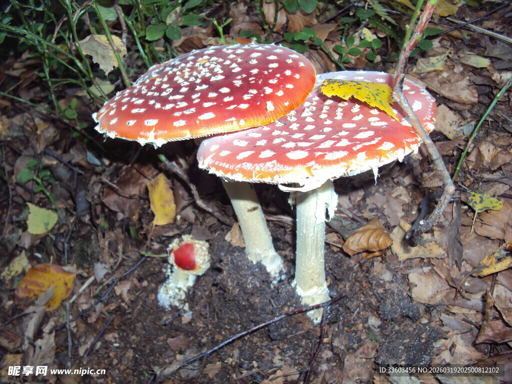 森林中的艳丽毒蘑菇