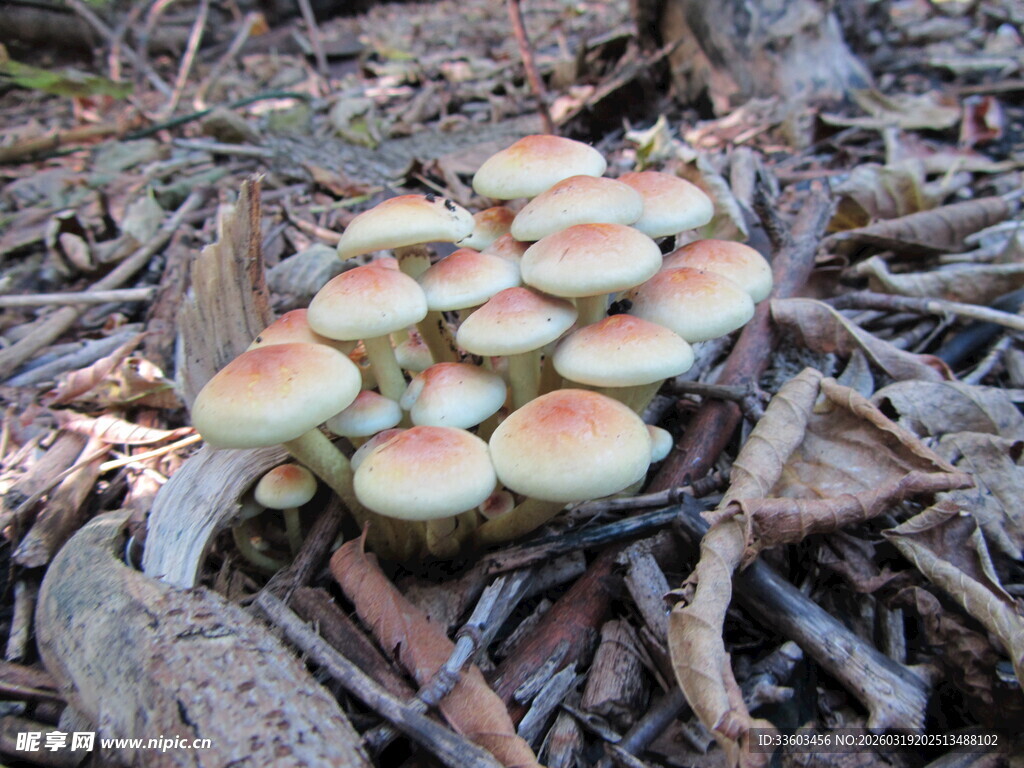 林间簇拥的多彩蘑菇