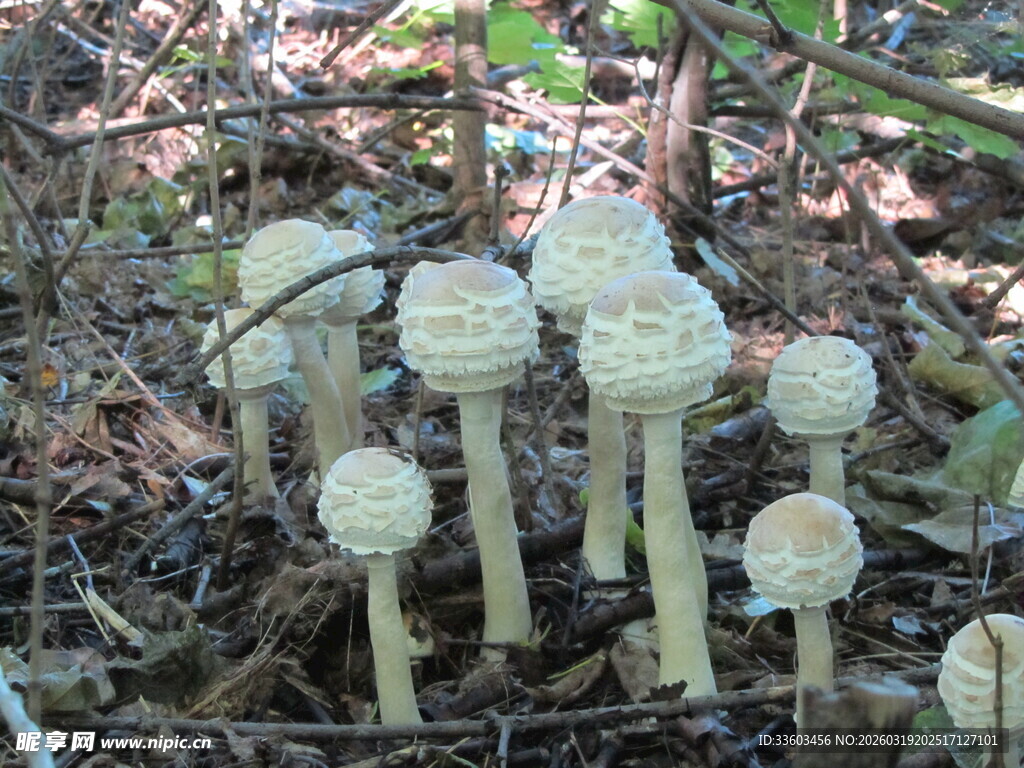 林间簇生的白色蘑菇