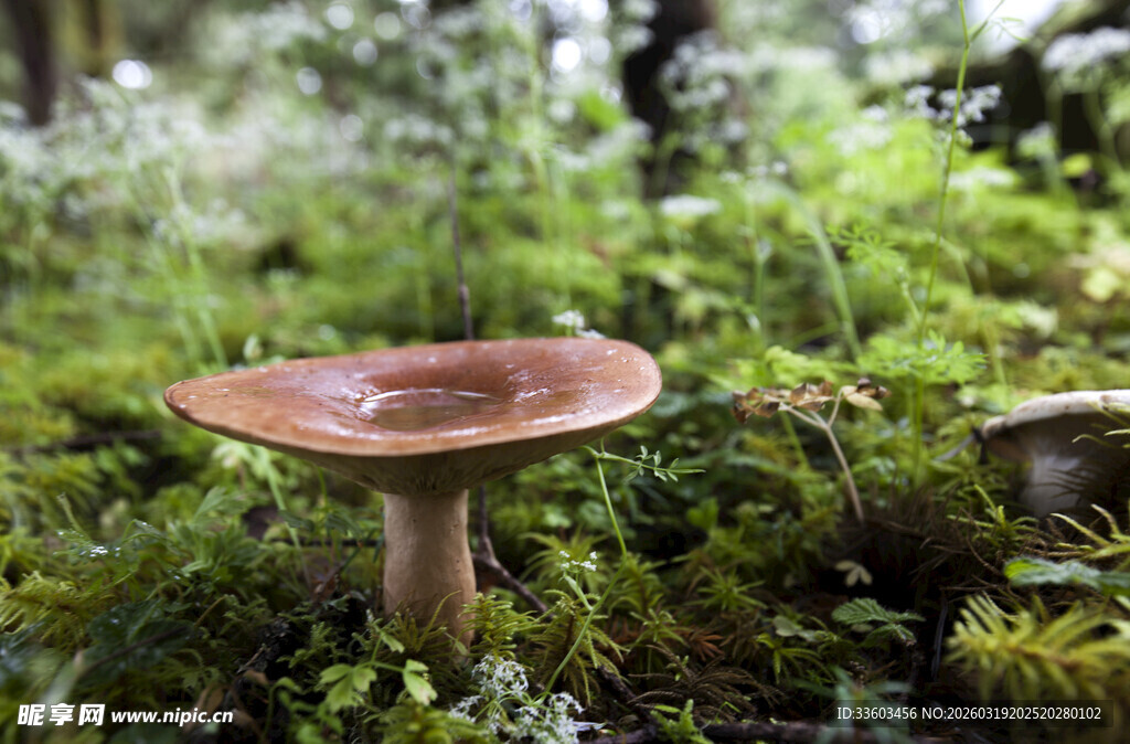 森林中的棕色蘑菇