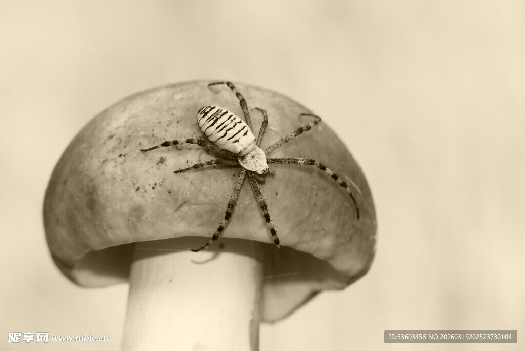 蘑菇上的蜘蛛特写