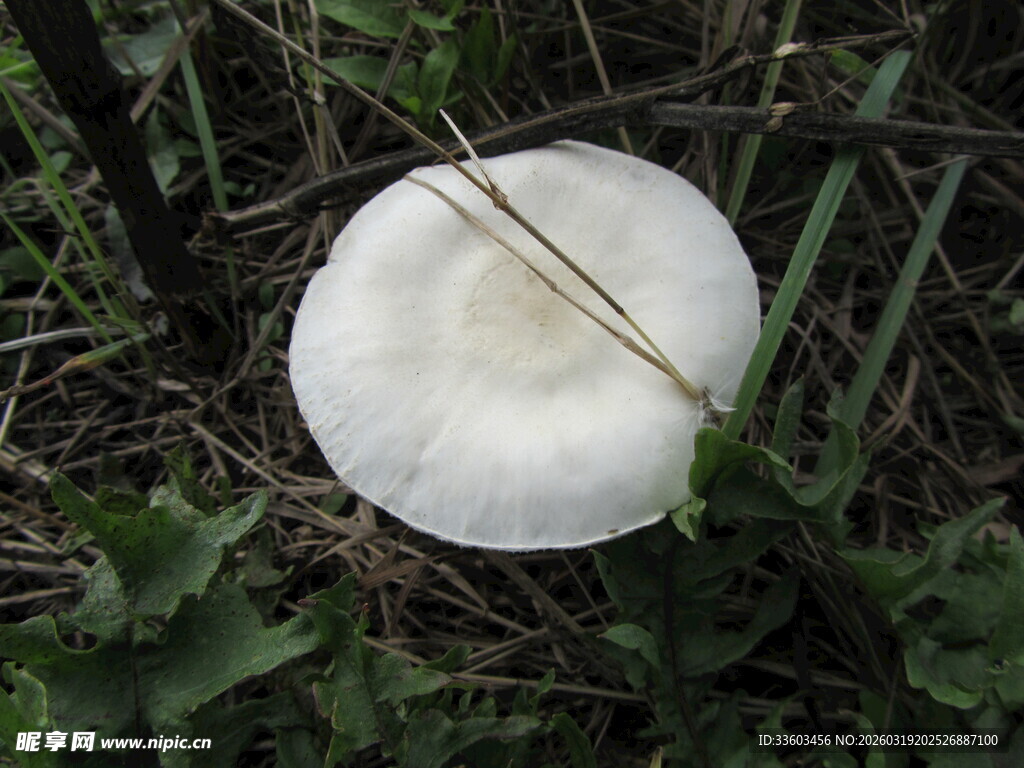 草丛中的白色蘑菇