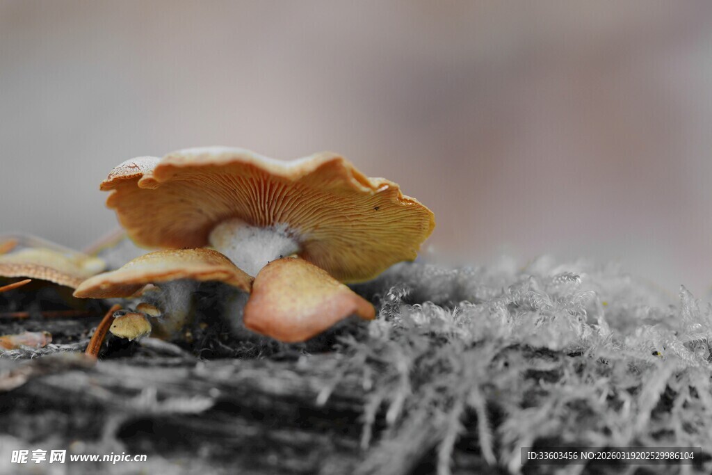 木上生长的金黄蘑菇