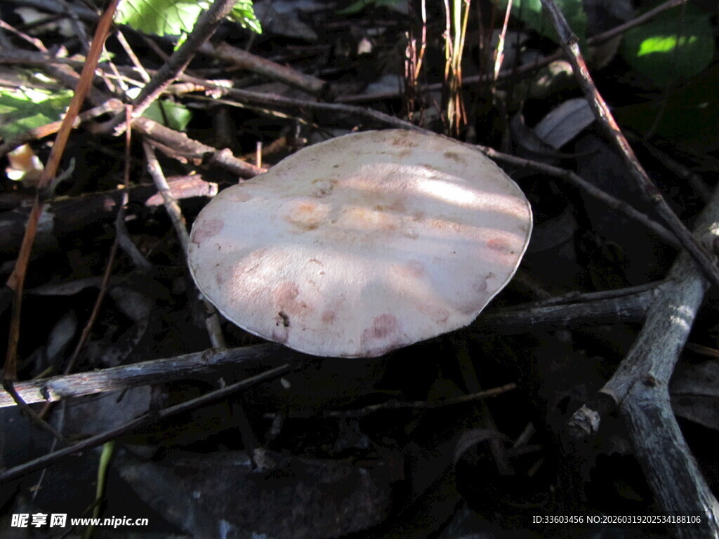 林间生长的浅色蘑菇