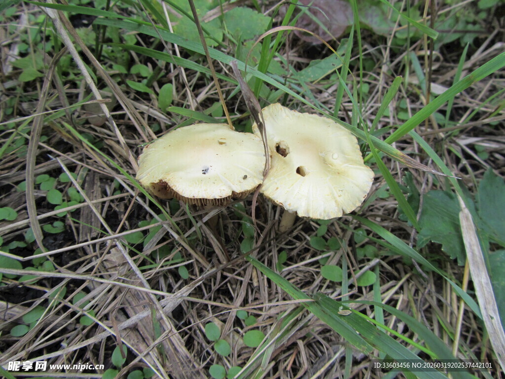 草地上的两朵黄色蘑菇