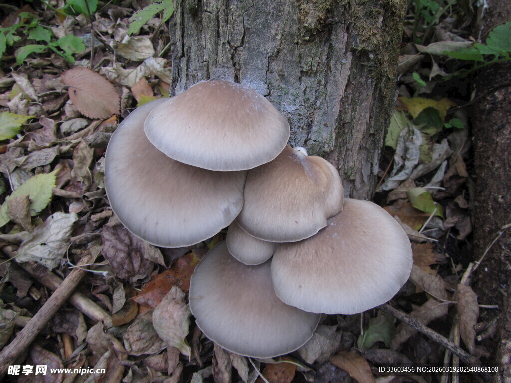 树旁生长的簇状浅棕色蘑菇