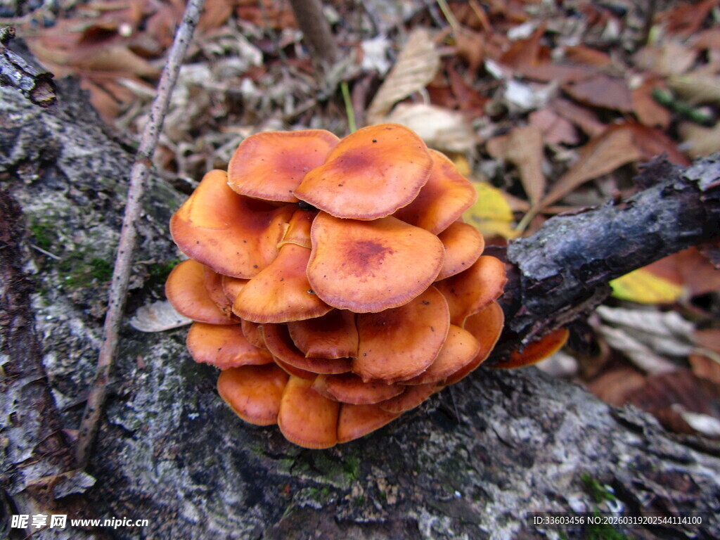 树干上的橙色蘑菇群