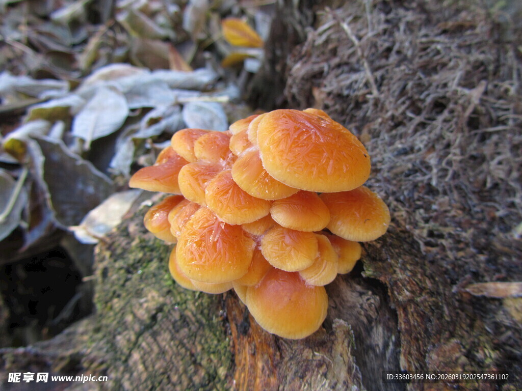 树桩上的橙黄色蘑菇群
