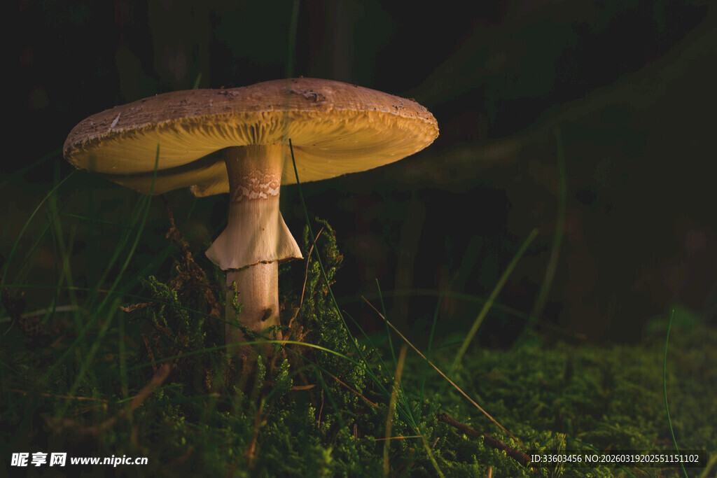草丛中的蘑菇特写