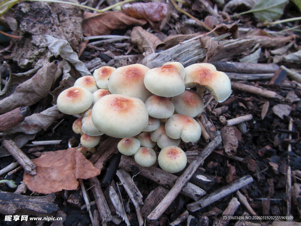 簇生带红斑的可爱小蘑菇