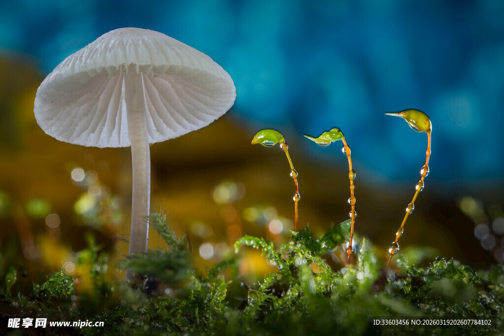 草地上的蘑菇与嫩芽