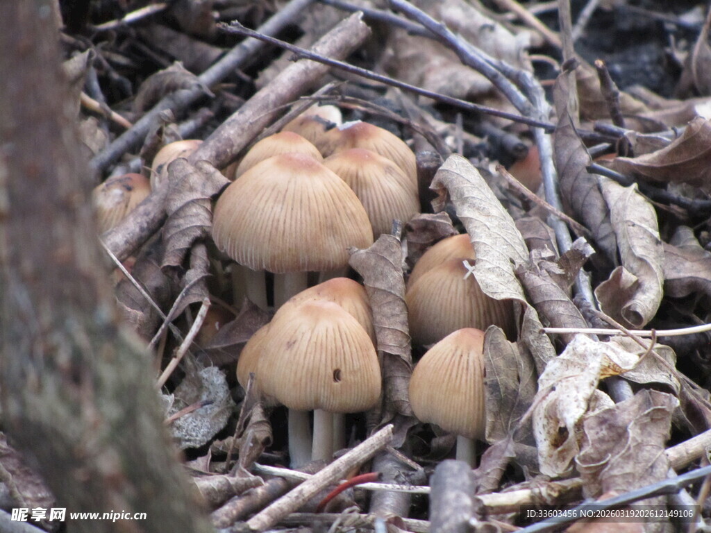 林间簇生的浅棕色蘑菇
