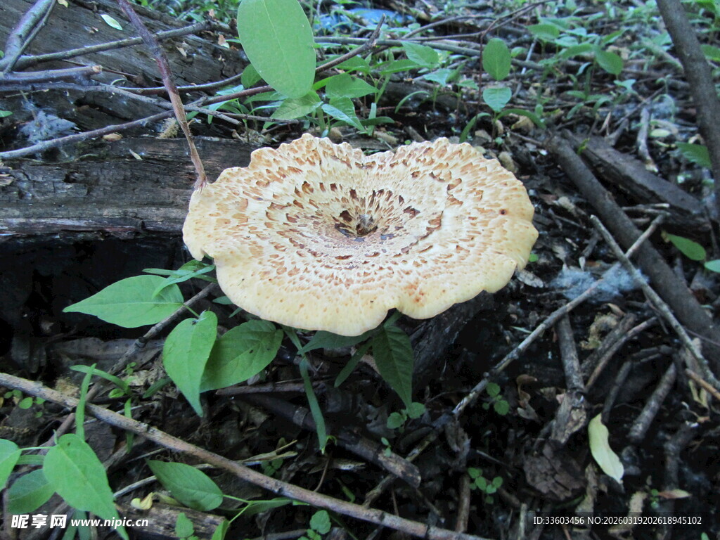 林间生长的奇特蘑菇