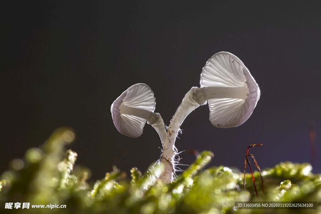 草地上的透明小蘑菇