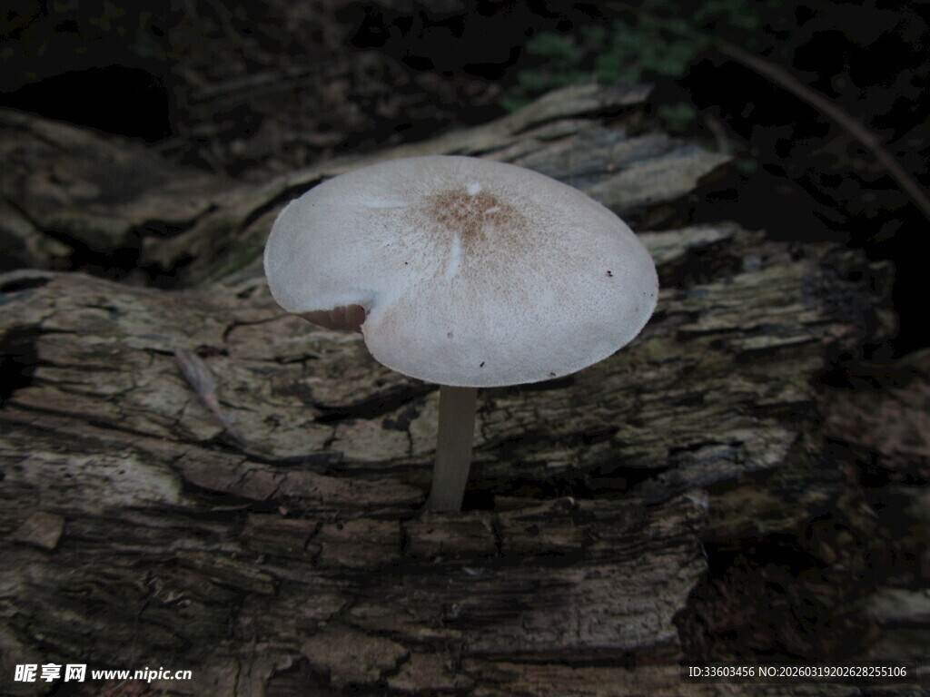 木头上的白色蘑菇
