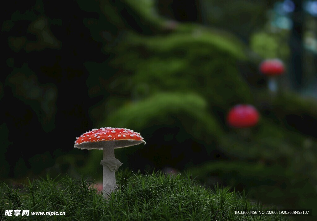 森林中的红色斑点蘑菇