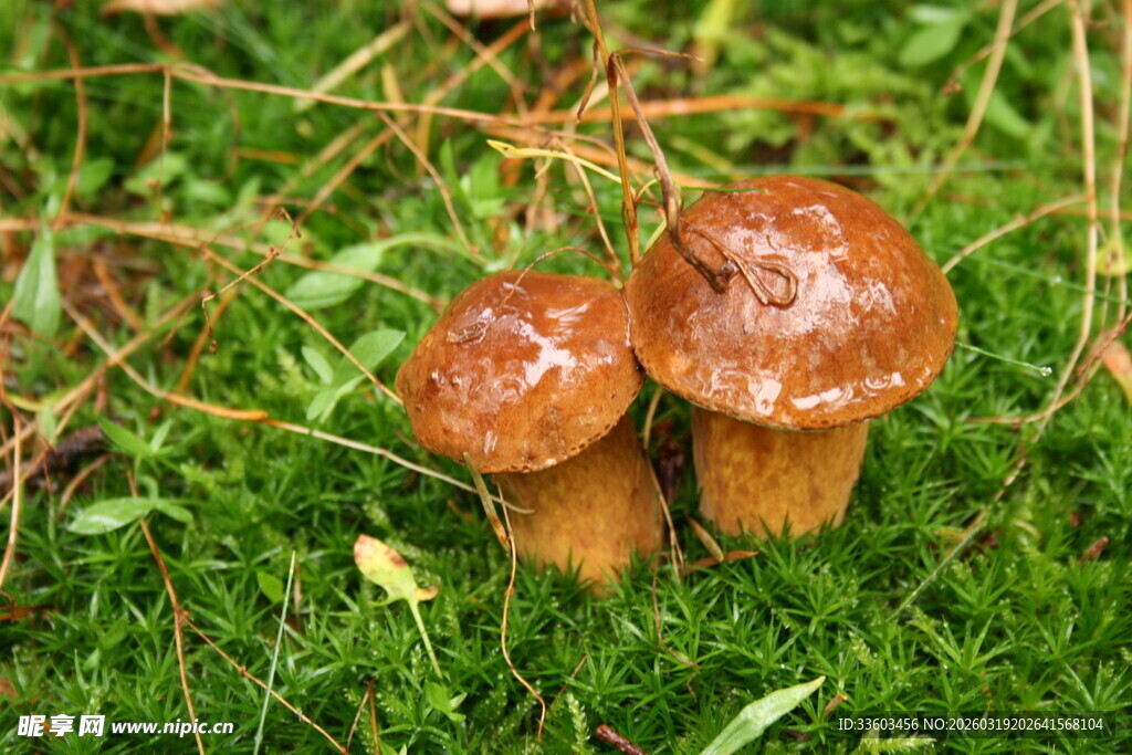 草地上的两朵棕色蘑菇