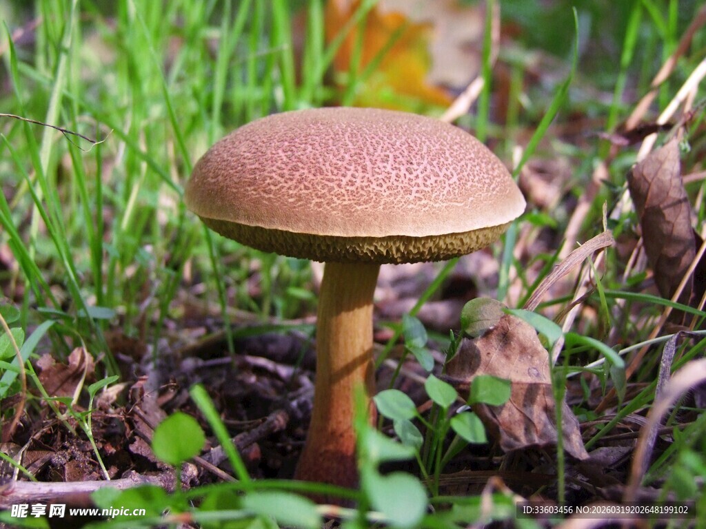 草丛中的棕色蘑菇