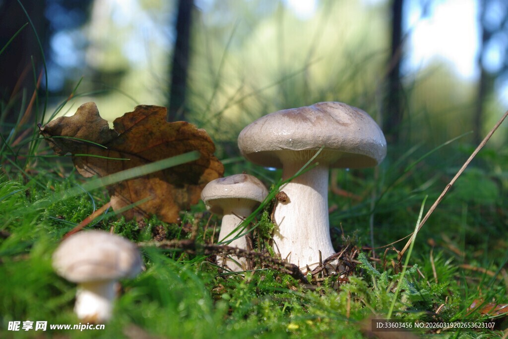 林间草地上的可爱蘑菇