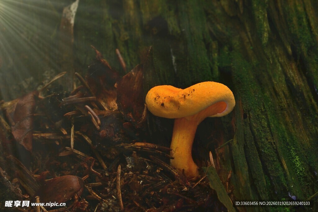 橙色小蘑菇生长在林间