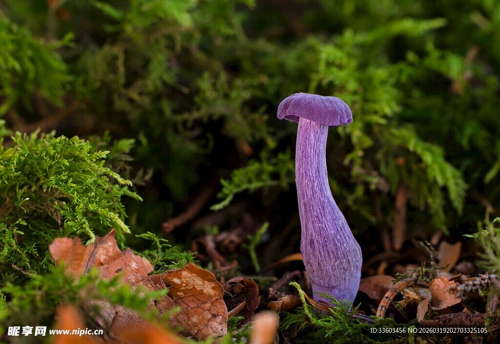 紫色蘑菇生长于苔藓间