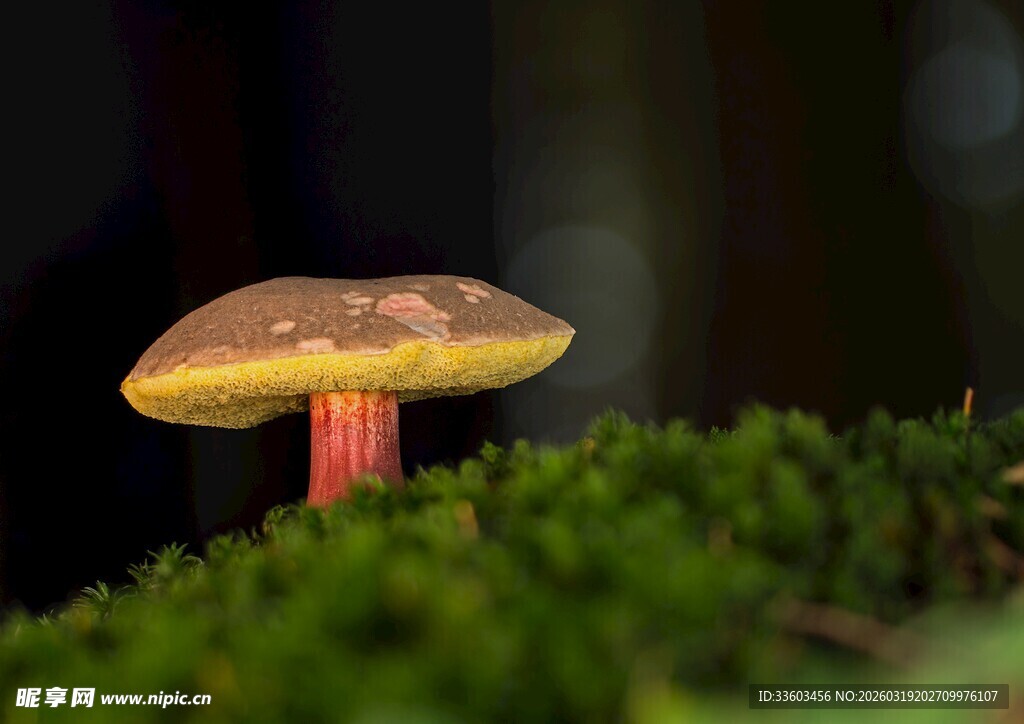 草丛中的艳丽蘑菇
