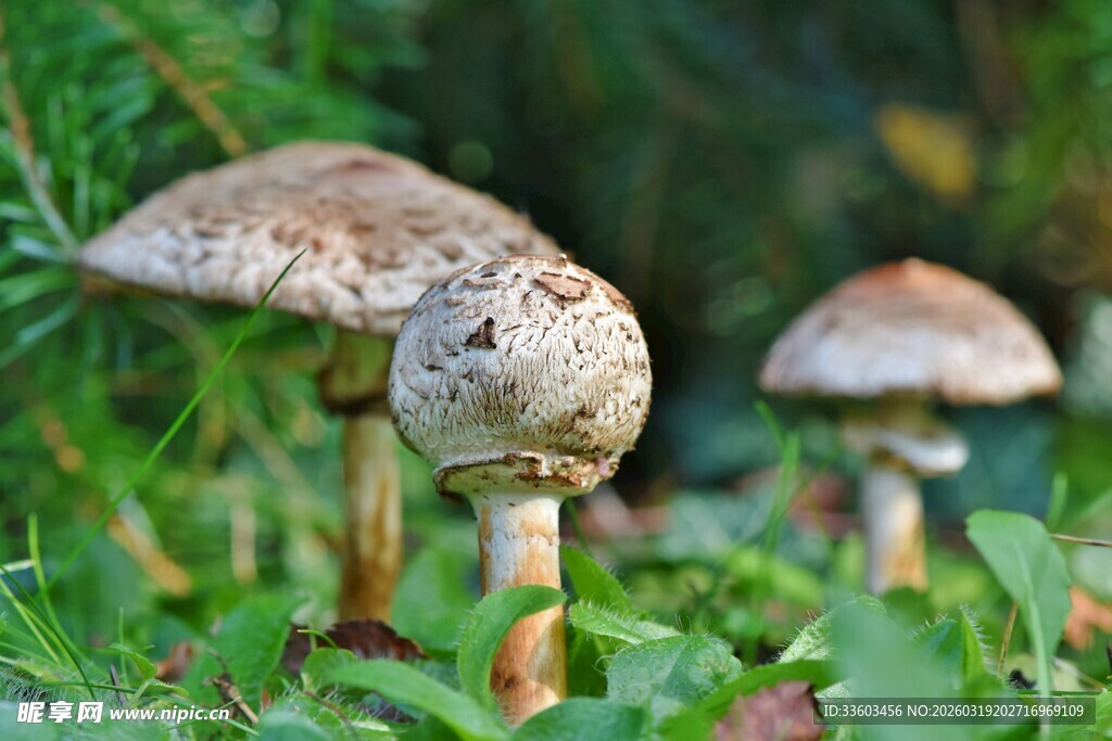 草地上的蘑菇群