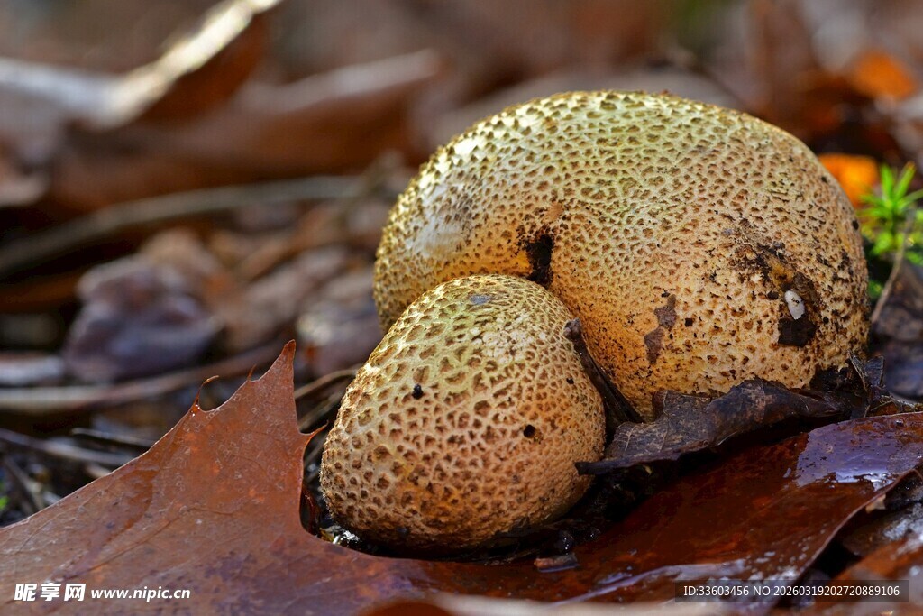野外奇特菌类特写