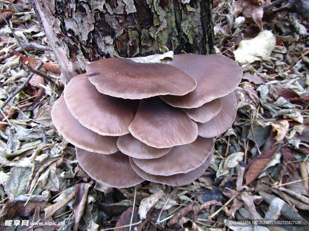 树干旁生长的褐色多层蘑菇
