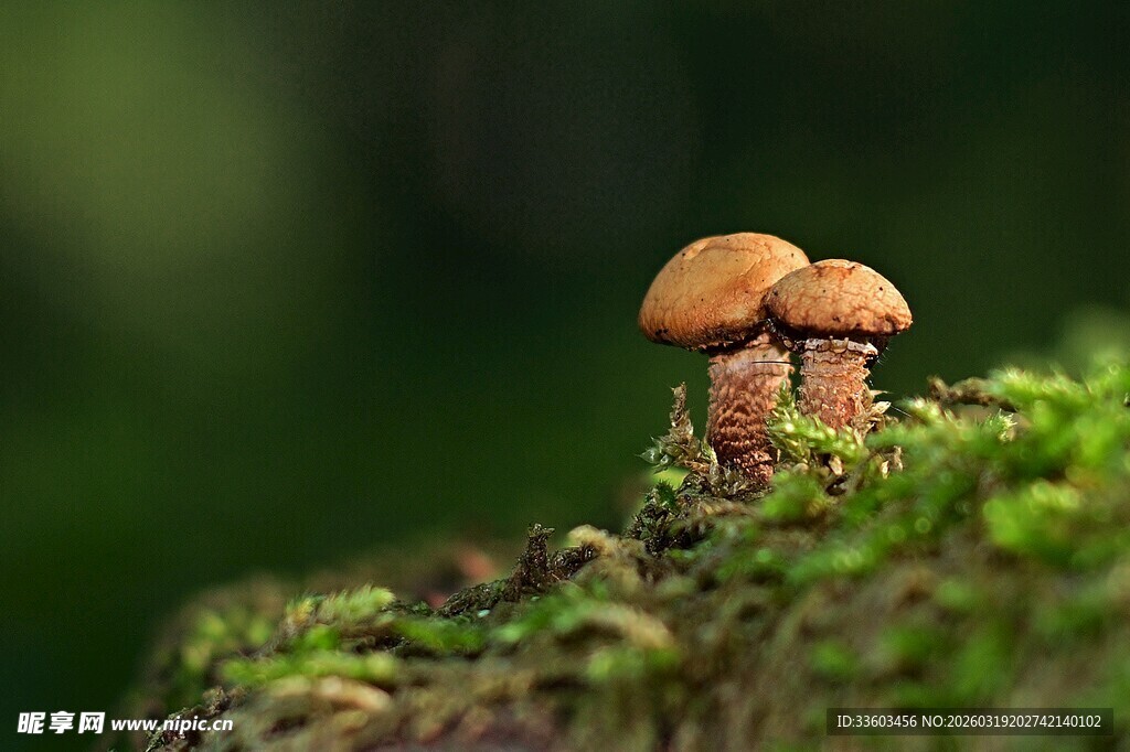苔藓上的小巧蘑菇