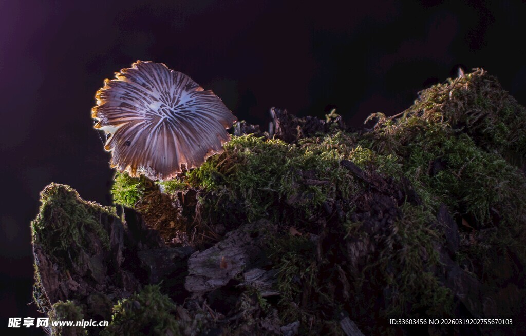 夜幕下的蘑菇与绿植