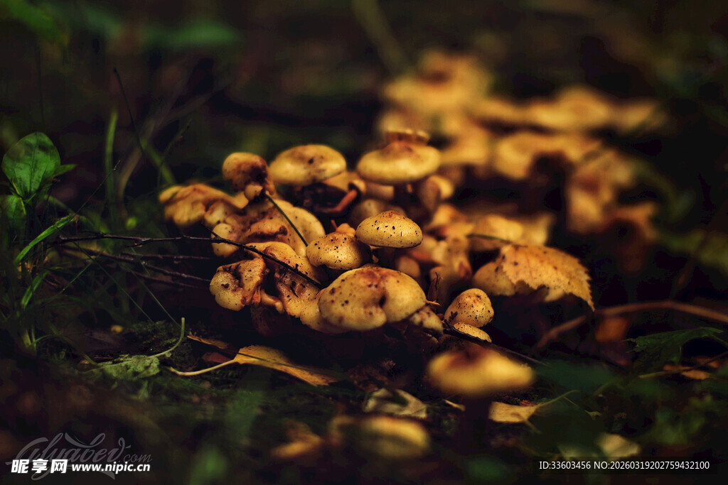 森林中生长的一簇金黄蘑菇