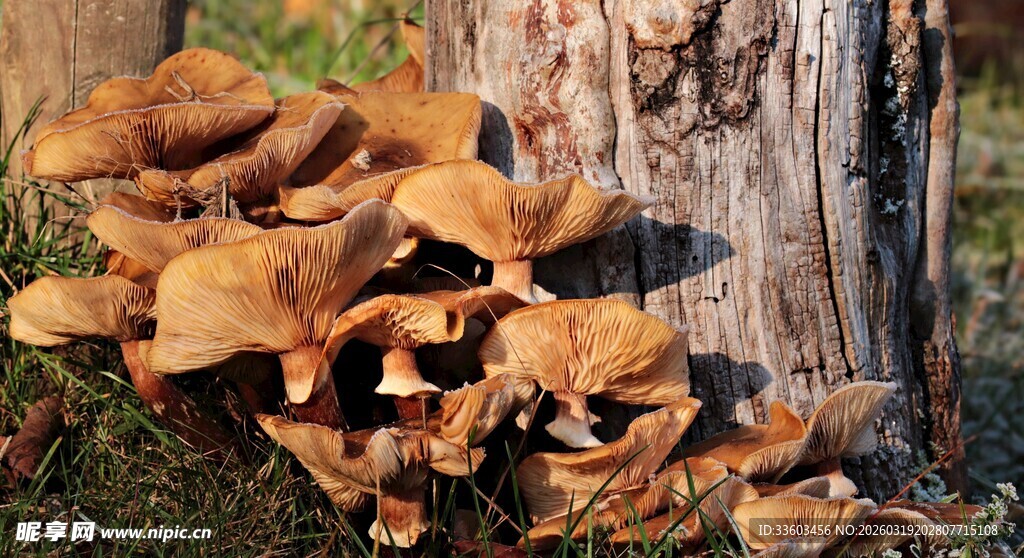 树桩上生长的金黄蘑菇