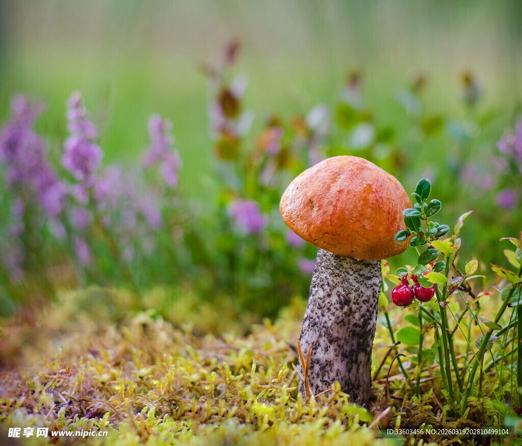 草地上的橙色蘑菇