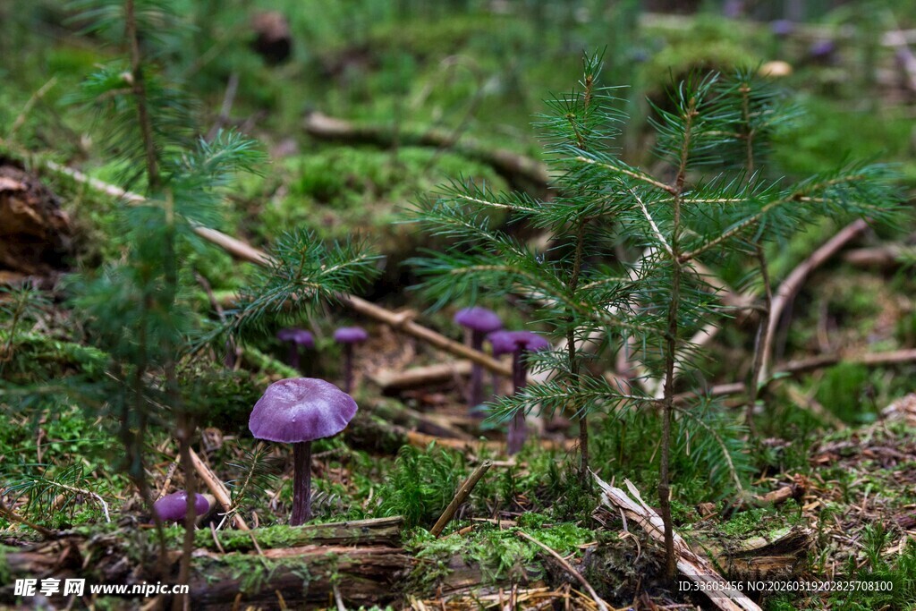 林间紫色小蘑菇