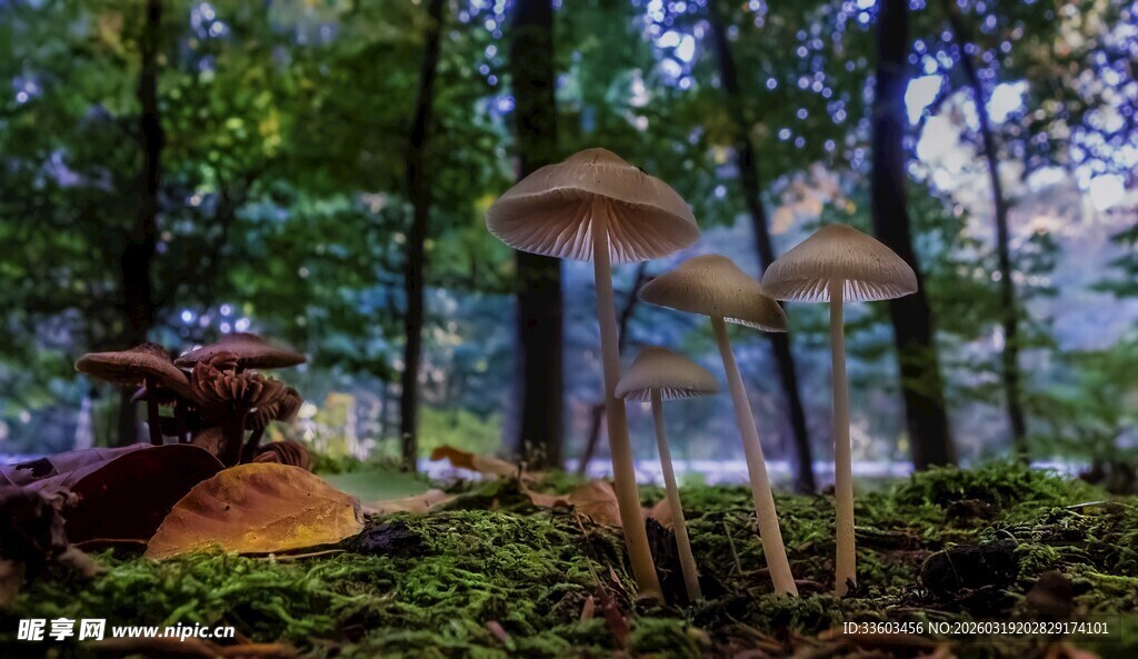 森林中的奇幻蘑菇景观