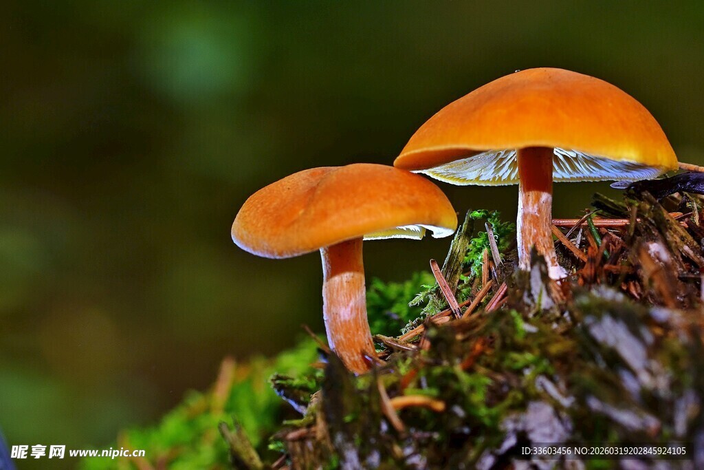两朵橙色蘑菇生长于苔藓间