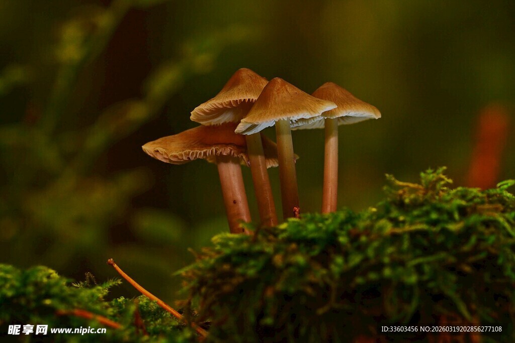 苔藓上的几株小蘑菇