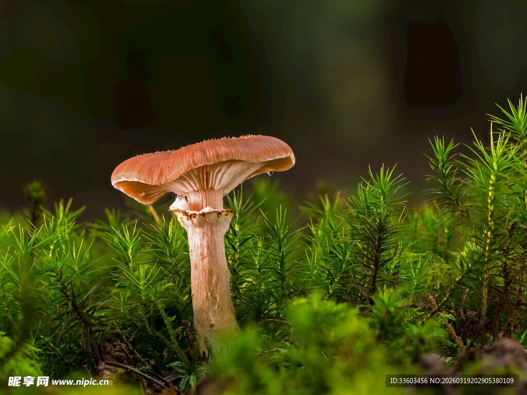 森林中挺立的红蘑菇