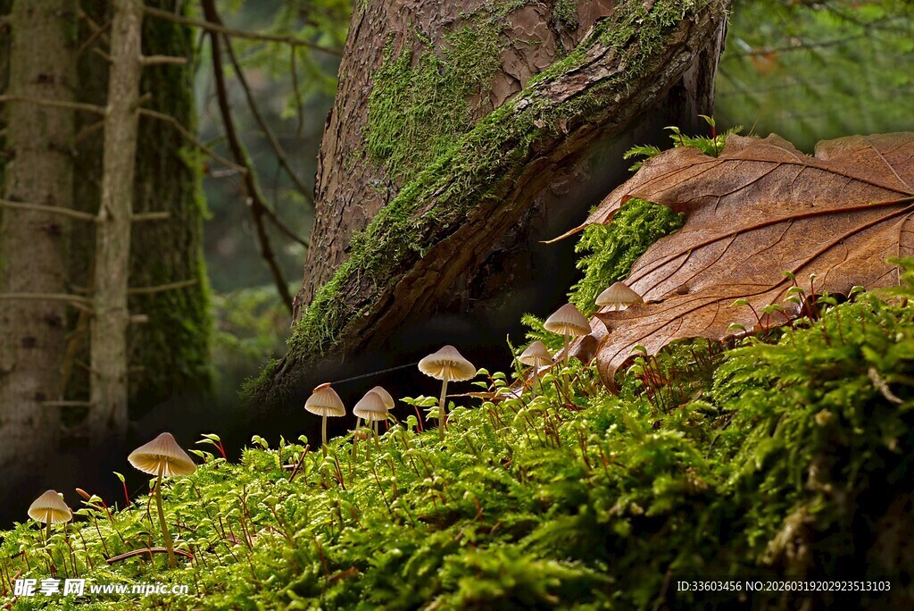 森林中的蘑菇与苔藓景观