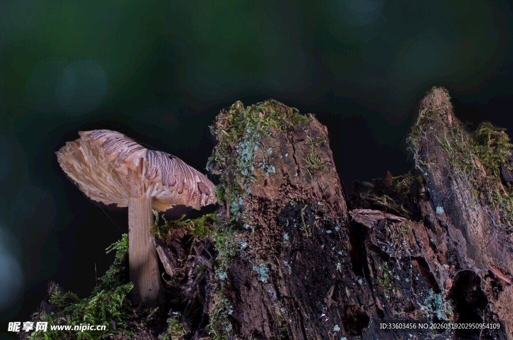 树桩上生长的蘑菇